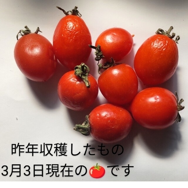 パーマンさま御注文🍅固定種 トマト 苗 食品/飲料/酒の食品(野菜)の商品写真