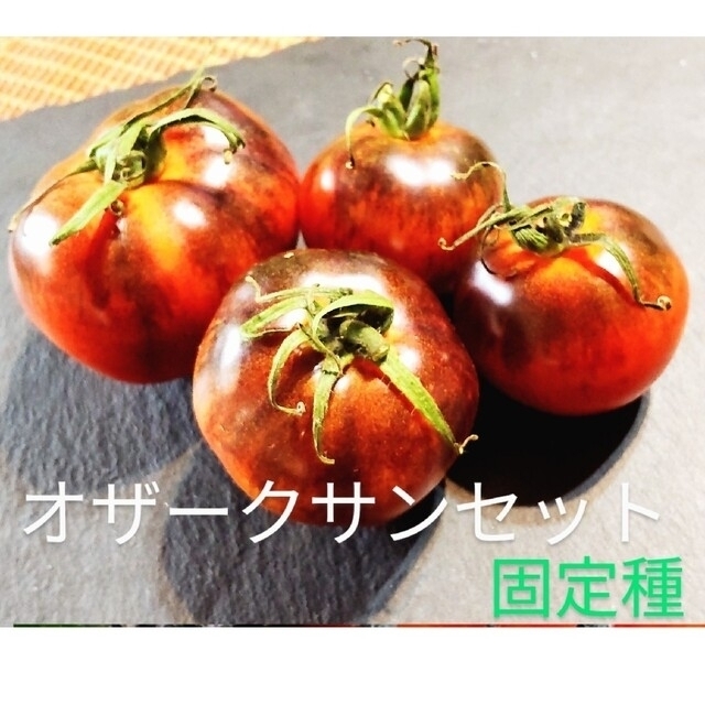 パーマンさま御注文🍅固定種 トマト 苗 食品/飲料/酒の食品(野菜)の商品写真