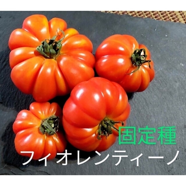 パーマンさま御注文🍅固定種 トマト 苗 食品/飲料/酒の食品(野菜)の商品写真