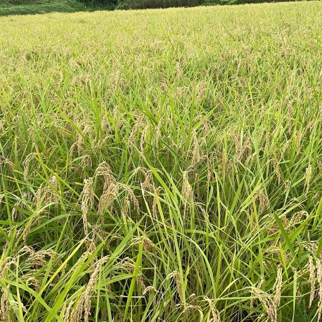 残り3ケ　自然栽培米　完全無農薬無肥料コシヒカリ　令和4年新米 10㎏　玄米食品