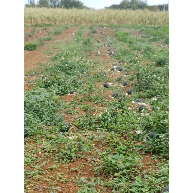 【SALE】かぼちゃ 栗吾郎 沖縄県 宮古島産 食品/飲料/酒の食品(野菜)の商品写真