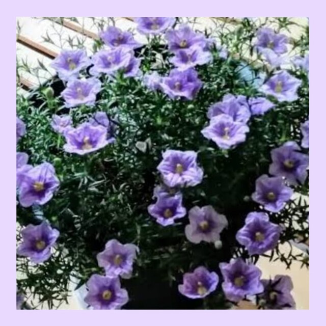 育て方付き❀グランドカバーにも人気の*ニーレンベルギア*花の種 ハンドメイドのフラワー/ガーデン(その他)の商品写真
