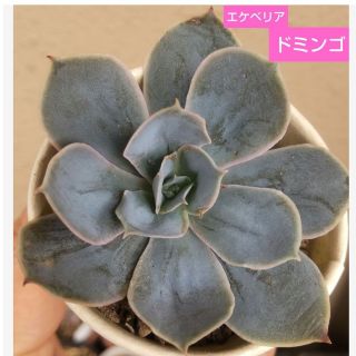 【多肉植物】エケベリア　ドミンゴ　（抜き苗）(その他)