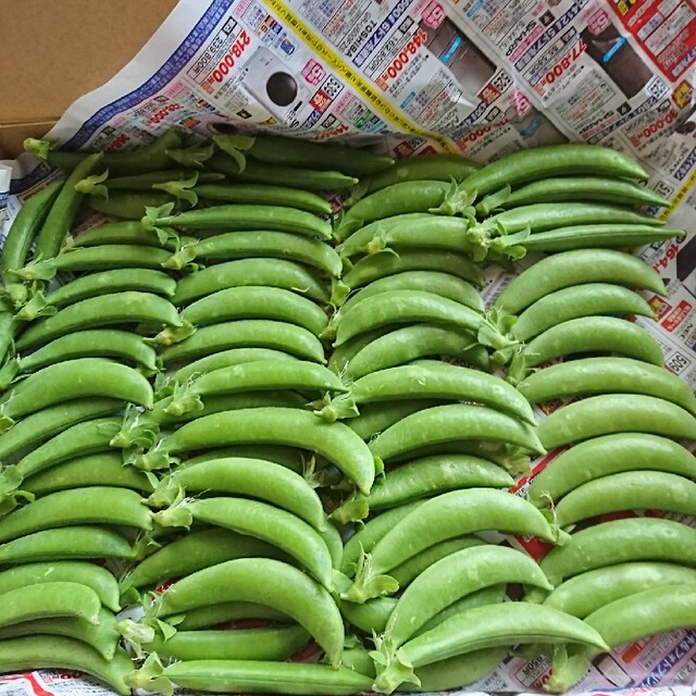 家庭菜園 無農薬野菜 スナップえんどう 食品/飲料/酒の食品(野菜)の商品写真