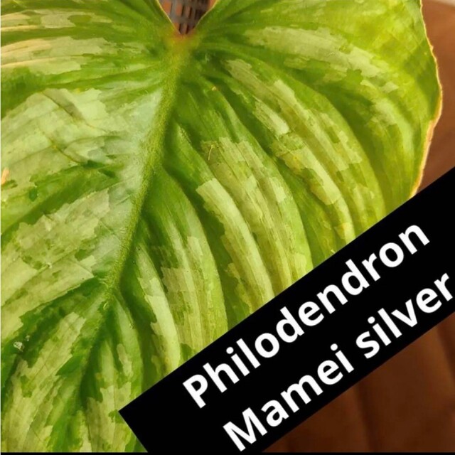 Philodendron mamei silver　マーメイ　シルバー ハンドメイドのフラワー/ガーデン(プランター)の商品写真