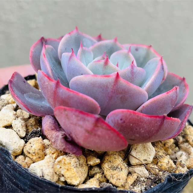 多肉植物☆ペルシア☆抜き苗の通販 by Qooco's shop|ラクマ 多肉植物☆ペルシア☆抜き苗の通販 by Qooco's shop|ラクマ