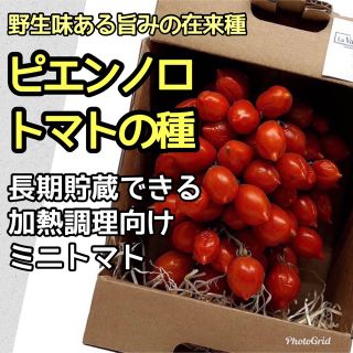 ピエンノロトマト(piennolo del vesuvio)の種 10粒(野菜)