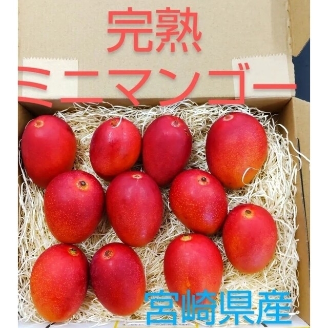 宅急便コンパクト　宮崎県産　10〜12玉　ミニマンゴー　完熟マンゴー