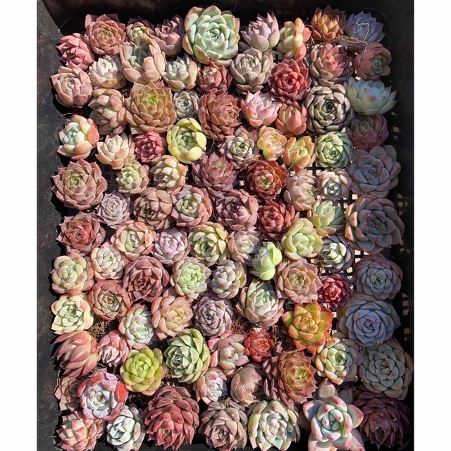 韓国苗 多肉植物 美苗 交配種 100苗セット 2-4.5cm実生-eastgate.mk