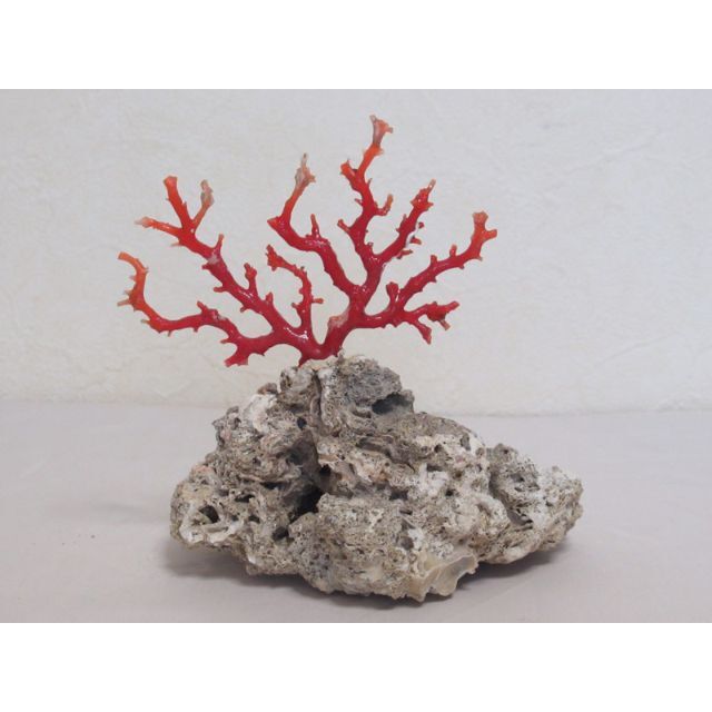 天然 血赤珊瑚 原木 岩礁付 置物 飾り物 宝石珊瑚 深海珊瑚 サンゴ ルース 人気デザイナー 51.0%OFF 