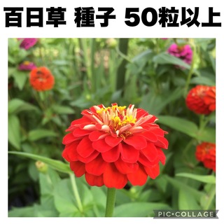 百日草　ジニア　赤　ピンク　50粒以上　種子　シード　彼岸　盆(その他)