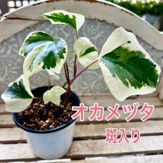 ヘデラカナリエンシス　オカメヅタ　斑入り　観葉植物(その他)