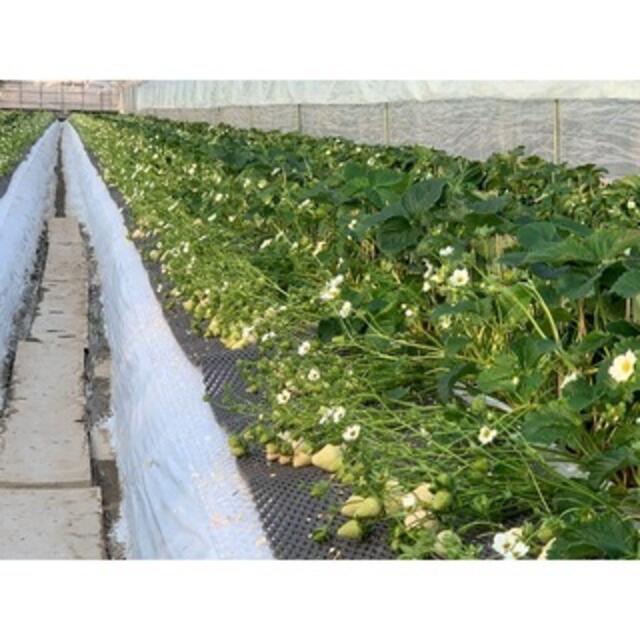 #産直_2023/4_訳あり商品 いちご 白いちご 白い宝石?? お取り寄せ  食品/飲料/酒の食品(麺類)の商品写真