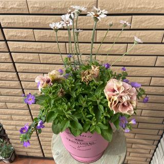 もりもり咲く♡アンティークカラーペチュニアの寄せ植え(プランター)