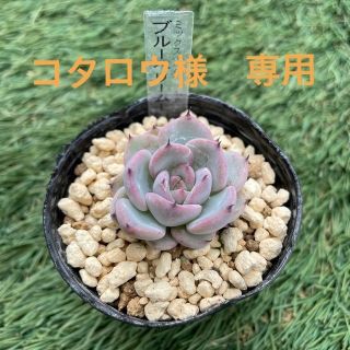 コタロウ様　専用　多肉植物　ブルーベリームーン　抜き苗(その他)