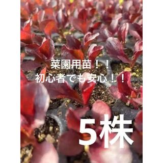 ☆リーフレタス　苗　ワインドレス　5株　ラストSALE(野菜)