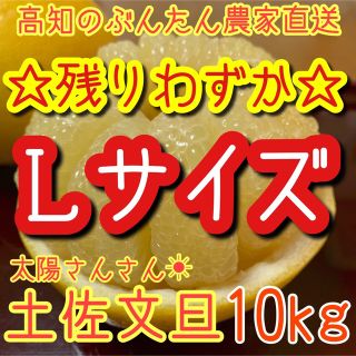 土佐文旦　ぶんたん　柑橘　 10kg Lサイズ(フルーツ)