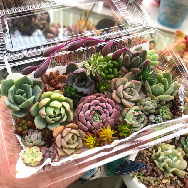 多肉植物カット苗 2の通販 by ソラティス's shop|ラクマ