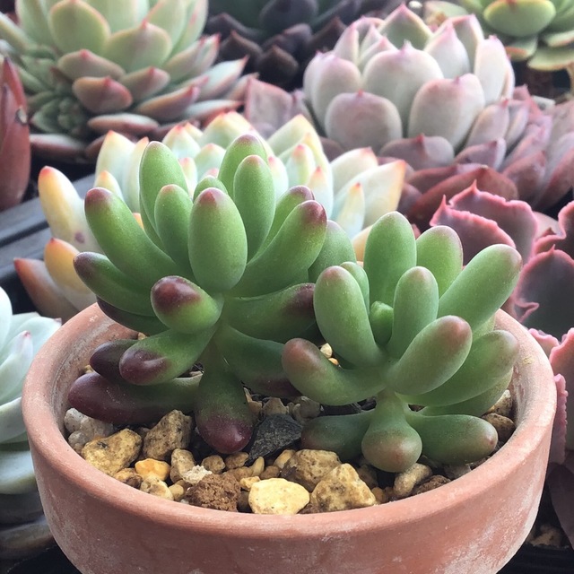 多肉植物　カット苗　ルビーティント