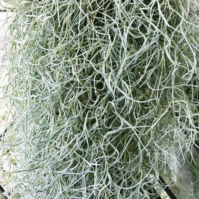 ボリュームあり　チランジア  エアープランツ ウスネオイデス スパニッシュモス ハンドメイドのフラワー/ガーデン(プランター)の商品写真