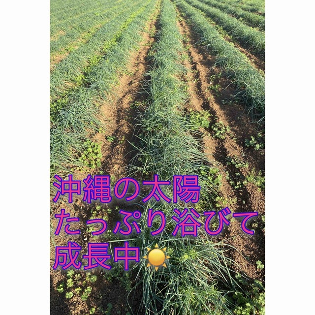 農家直送☀️ 沖縄県産　島らっきょう　500g  土・根付 食品/飲料/酒の食品(野菜)の商品写真