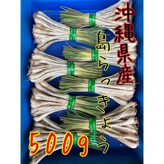 農家直送☀️ 沖縄県産　島らっきょう　500g  土・根付(野菜)