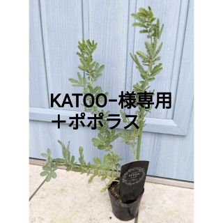 人気品種!!　☘　ミモザ　アカシア　☘　銀葉アカシア　苗　オージープランツ(その他)