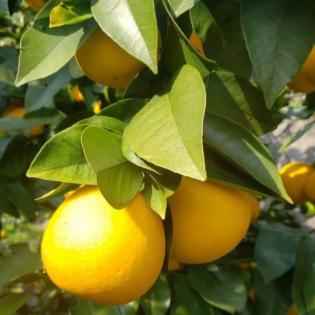 愛媛県産☆河内晩柑 宇和ゴールド 小玉5キロ箱☆ 果物 | thebroadwaymuswellhill.co.uk