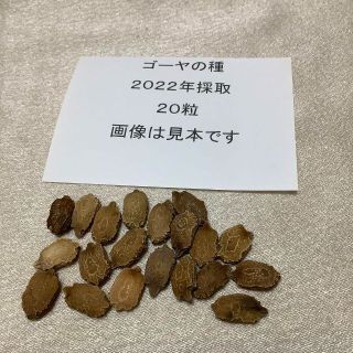 【ゴーヤの種】にがうりの種 2022年採取 約20粒 送料無料(野菜)