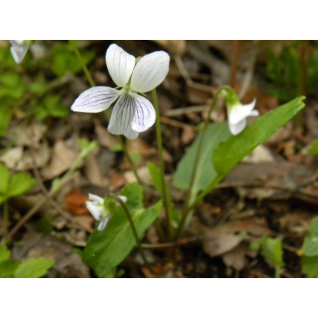 アリアケスミレ　1株　白に紫のスジ　有明菫　送料無料　即購入禁止　山野草　花苗 ハンドメイドのフラワー/ガーデン(その他)の商品写真