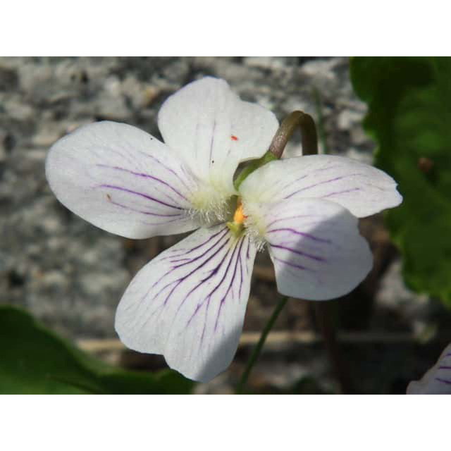 アリアケスミレ　1株　白に紫のスジ　有明菫　送料無料　即購入禁止　山野草　花苗 ハンドメイドのフラワー/ガーデン(その他)の商品写真