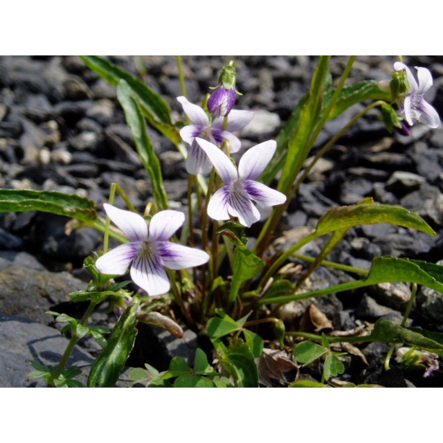 アリアケスミレ　1株　白に紫のスジ　有明菫　送料無料　即購入禁止　山野草　花苗 ハンドメイドのフラワー/ガーデン(その他)の商品写真