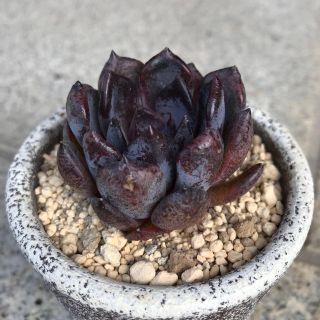 多肉植物11ブラックパール　エケベリア 韓国苗(その他)