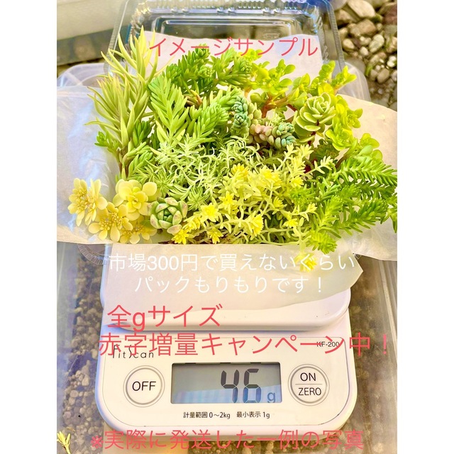 30 g セダム弁当 もりもり 詰め合わせ 寄せ植え 初心者におすすめ ハンドメイドのフラワー/ガーデン(プランター)の商品写真