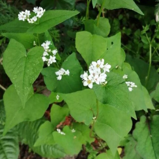 【家庭菜園にかわいいお花を】蕎麦の種　たっぷり15g 春蒔き◎玄蕎麦　毎年蒔ける エンタメ/ホビーのエンタメ その他(その他)の商品写真