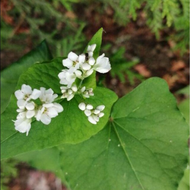 【家庭菜園にかわいいお花を】蕎麦の種　たっぷり15g 春蒔き◎玄蕎麦　毎年蒔ける エンタメ/ホビーのエンタメ その他(その他)の商品写真