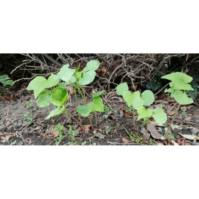 【家庭菜園にかわいいお花を】蕎麦の種　たっぷり15g 春蒔き◎玄蕎麦　毎年蒔ける エンタメ/ホビーのエンタメ その他(その他)の商品写真