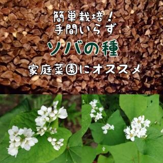 【家庭菜園にかわいいお花を】蕎麦の種　たっぷり15g 春蒔き◎玄蕎麦　毎年蒔ける(その他)