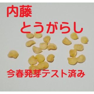 内藤 唐辛子 とうがらし  種30粒(野菜)