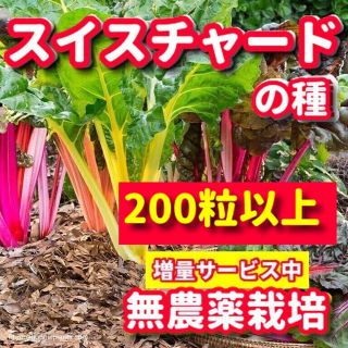 スイスチャードの種【200粒以上】★無農薬栽培の種・増量サービス中(野菜)