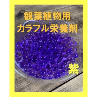 観葉植物　カラフル栄養剤　ガーデニング土　紫ビーズ5g(プランター)