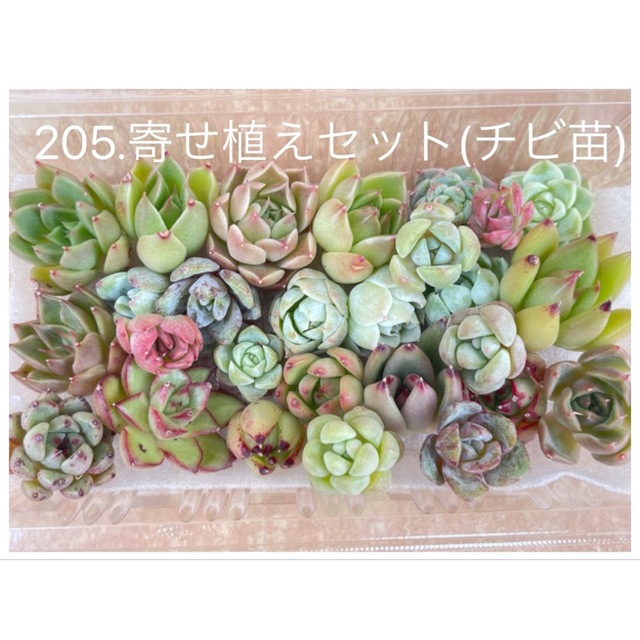 212.寄せ植えセット　カット苗詰め合わせ　多肉植物　エケベリア