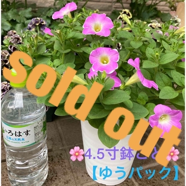 ????sold out????《サフィニア苗　いちごシェイク　4.5寸鉢ごと》ゆうパック