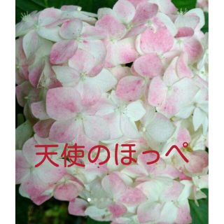 天使のほっぺ　紫陽花　アジサイ　抜き苗(プランター)