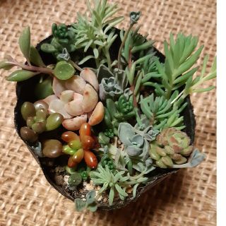 多肉植物セット売り(プランター)