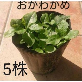 おかわかめの苗　5株(野菜)