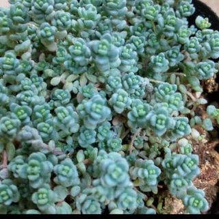 ★多肉植物セダム　ダシフィルム★50カット(プランター)