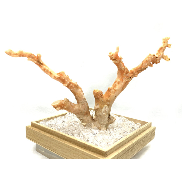 天然 ピンク珊瑚 コーラル Coral /原木/1個