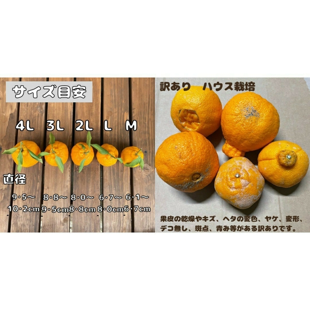 不知火 訳あり サイズMIX8kg(デコポン)の通販 by ばぁば農園|ラクマ 不知火 訳あり サイズMIX8kg(デコポン)の通販 by ばぁば農園|ラクマ