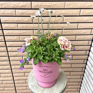 ピンクのスタンドカップ鉢にペチュニアティーパーティールフナの寄せ植え♪(プランター)